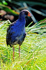 South Island takahē