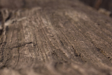 Macro of rough, textured tree bark on a fallen log.