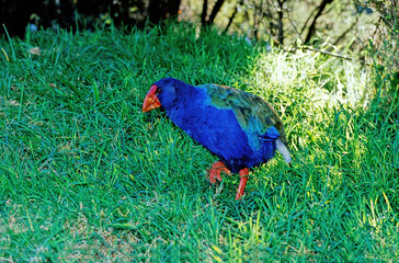 South Island takahē