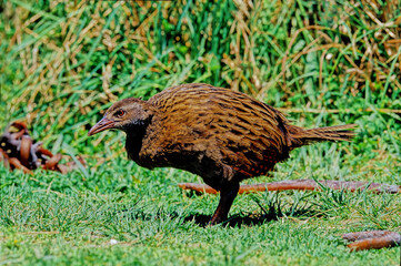 Gallirallus australis