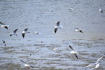 ユリカモメ　カモメ　蒲郡　竹島