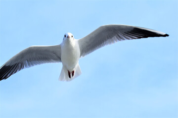 ユリカモメ　カモメ　蒲郡　竹島