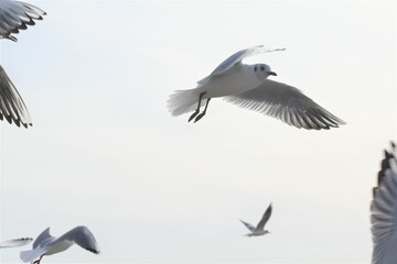 ユリカモメ　カモメ　蒲郡　竹島