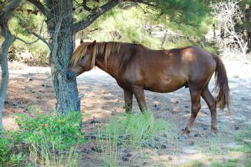 Fototapeta premium A wild horse rubbing its face on a tree on Assateague Island, Worcester County, Maryland.