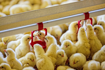 BIBELI AN DER TRÄNKE © studifoto