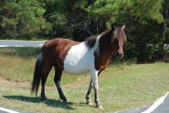 A wild painted horse roaming Assateague Island, in Worcester County, Maryland.