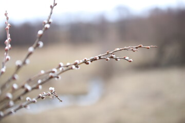 Sprigs of flowering willow against the background of the field