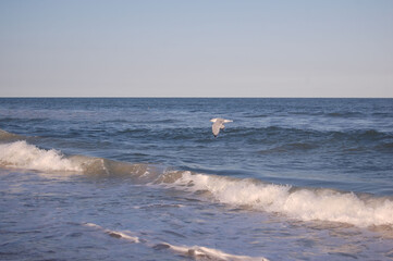 Seagull flying along the shores of the Atlantic Ocean, Assateague Island, Worcester County, Maryland.