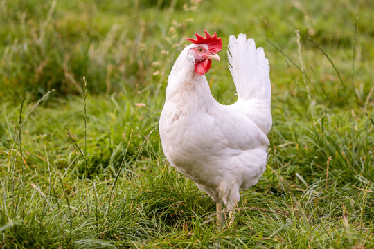 FREILANDHUHN