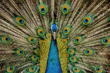 Obraz premium Indian peafowl