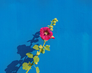 Rose trémière devant portail bleu, ile de Noirmoutier