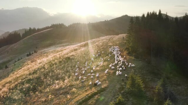 herd of sheep on Mount Kostrich. Ukraine, Carpathians - drone flies mountain landscape against the backdrop of Chernogora, Hoverla - peaks fields forests. Shepherds lead animals along paths to graze
