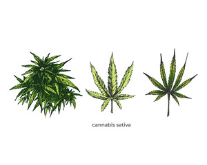 141_cannabis sativa, indica_cannabis leaf icon, cannabis sativa, isolate, set, leaf, bush,white background