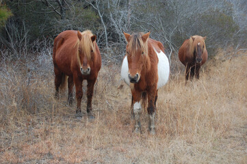 Wild horses living on Assateague Island, in Worcester County, Maryland.