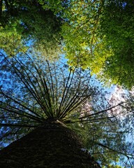 No dorso do pinheiro