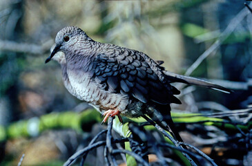 Inca dove