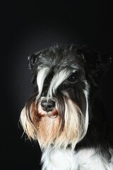 miniature schnauzer dog black and silver in black background