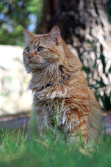 cat in the garden 
