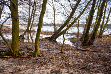 Forest and reed of Vistula river estuary to Baltic Sea shore aside Gull Sandbank - Mewia Lacha -...