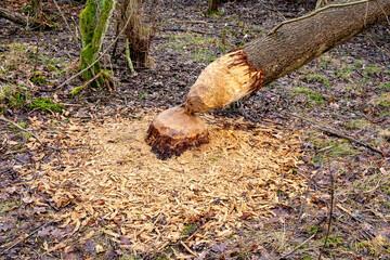 Splinters under shredded tree trunk cut by European beaver - Castor fiber - at Vistula river estuary to Baltic Sea aside Gull Sandbank reserve on Wyspa Sobieszewska Island near Gdansk in Poland © Art Media Factory