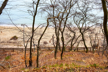 Wooded slope of Klif Orlowski Cliff - loess steep shore over Baltic Sea within Kepa Redlowska nature reserve in Gdynia Orlowo in Pomerania region of Poland