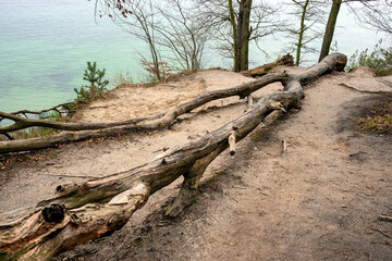 Wooded slope of Klif Orlowski Cliff - loess steep shore over Baltic Sea within Kepa Redlowska nature reserve in Gdynia Orlowo in Pomerania region of Poland