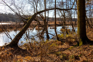 Sunny early spring landscape of wooded swamp at Czarna river and Wilcze Doly nature reserve in Zabieniec village near Warsaw in Mazovia Landscape Park in Poland