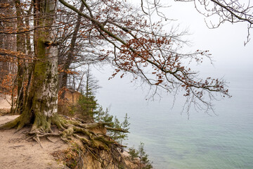 Wooded slope of Klif Orlowski Cliff - loess steep shore over Baltic Sea within Kepa Redlowska...