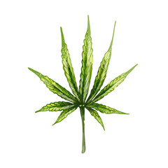 138_cannabis sativa, indica_cannabis leaf icon, cannabis sativa, isolate, white background