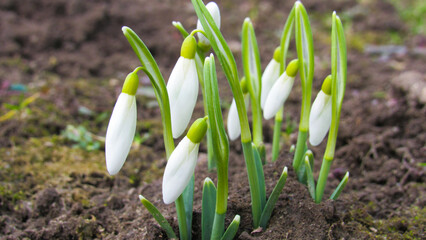 spring snowdrop flowers. white snowdrops. the first spring flowers. spring is near