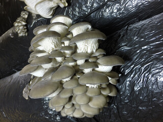 Oyster mushrooms close-up. Mushrooms cultivation background. 