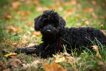 Cute puppy animal dog  looking and laying