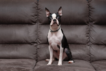 Cute puppy animal dog Boston terrier looking and sitting