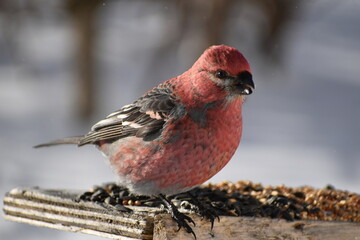 A Pine Grosbeak at the feeder, Sainte-Apolline, Québec, Canada