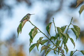 Ruby-throated hummingbird