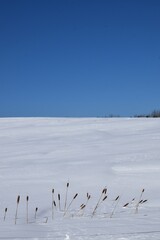 Cattails in a field in winter, Sainte-Apolline, Québec, Canada