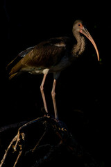 White Ibis perched next to eachother on a tree