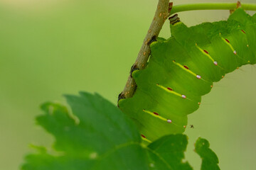  Polyphemus Moth crawling up a stem