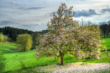 Magolienblüte im Frühling Panoramafoto