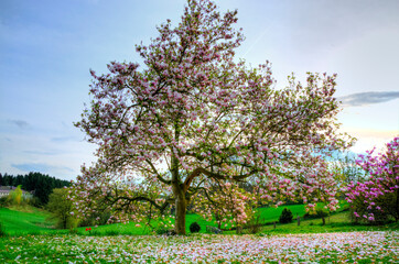 Magolienblüte auf Frühlingswiese Panorama