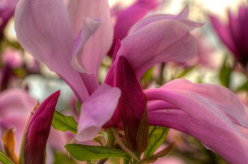 Magolienblüte Pink Liebesglück