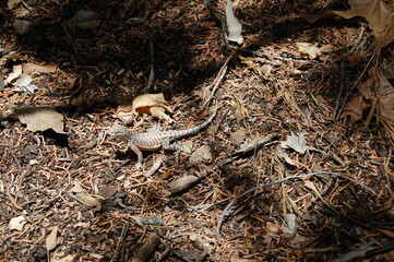 A greater earless lizard living in the Verde Valley, Yavapai County, Arizona.