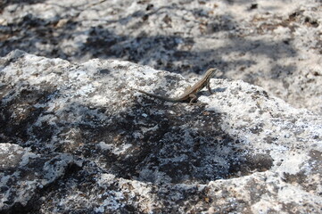 A side-blotched lizard perched on a rock in the Verde Valley, Yavapai County, Arizona.