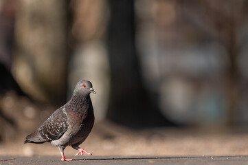 Pigeon in the park. Rock dove. Rock pigeon. Common pigeon.