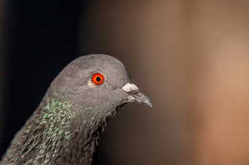Close up of a pigeon red eye. Rock dove. Rock pigeon. Common pigeon.