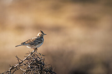 A short break for the skylark