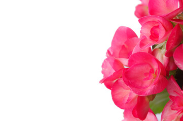 close up of red pink begonia flower on white backdrop with copy space