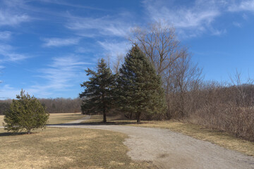 Two pine trees standing tall next to a park path.