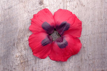 red poppy flower bloom on rustic wooden background with copy space