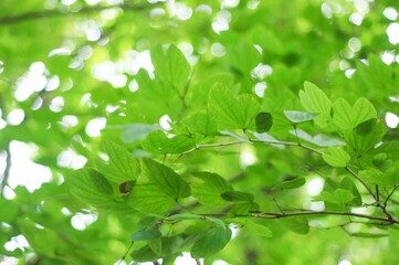 Fototapeta na wymiar green leaves background, selective focus